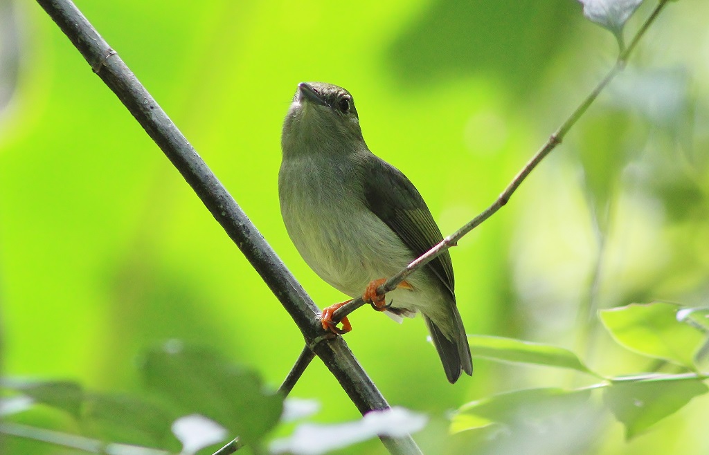 White - bearded Manakin (female)