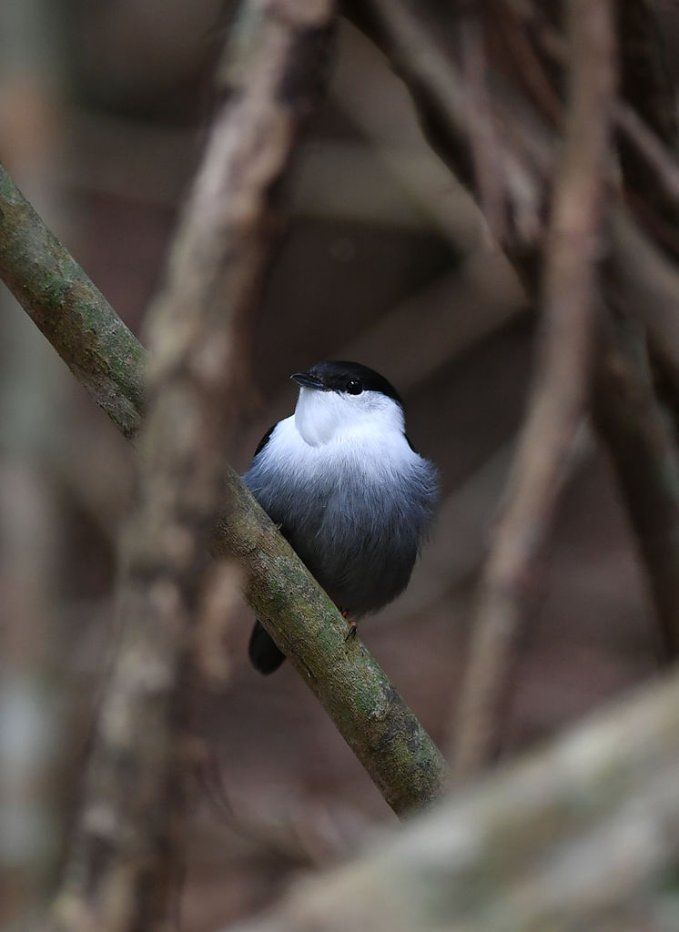 White-bearded Manakin