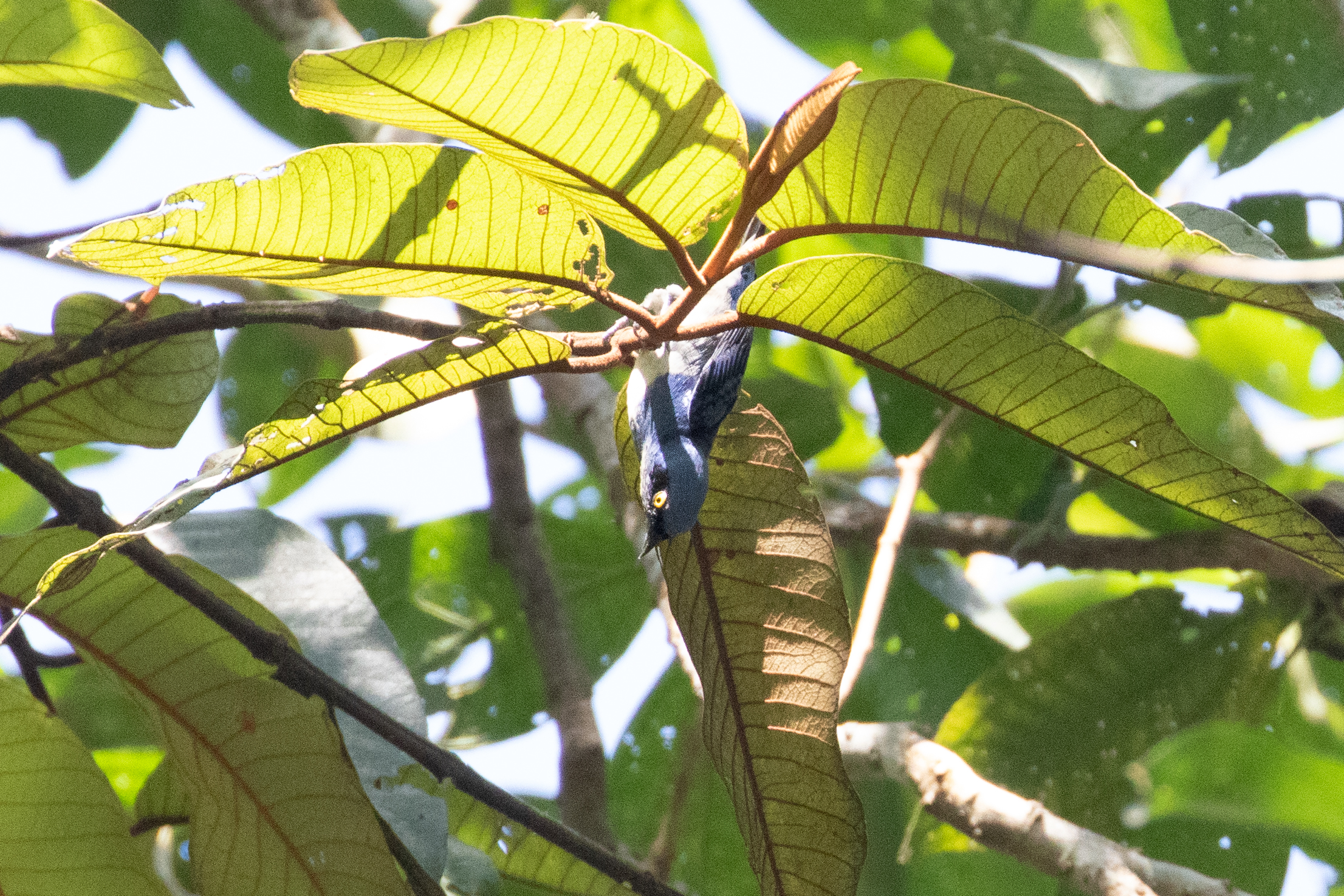 White-bellied Dacnis