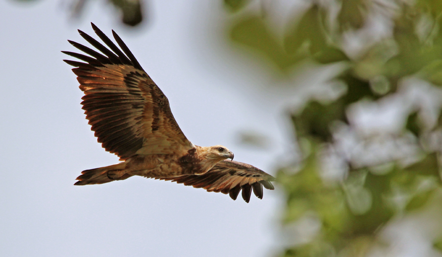 White Bellied Sea Eagle (juv)