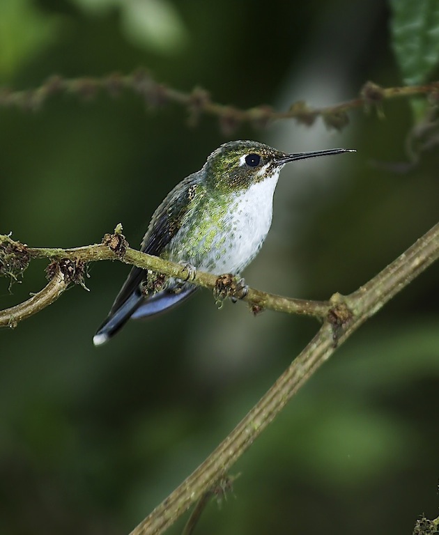 White-booted Racket-tail (female)
