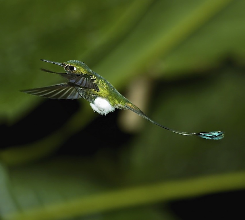 White-booted Racket-tail