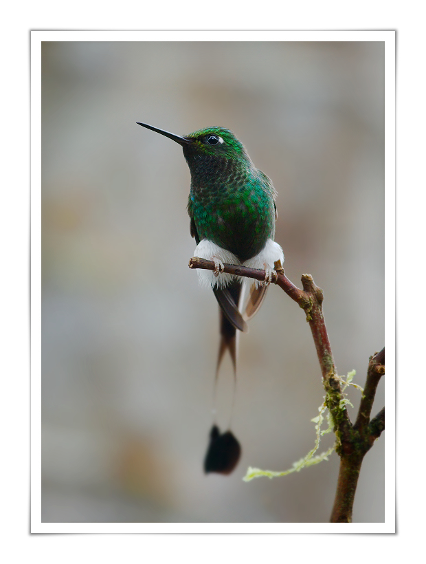 White-Booted Racket-tail