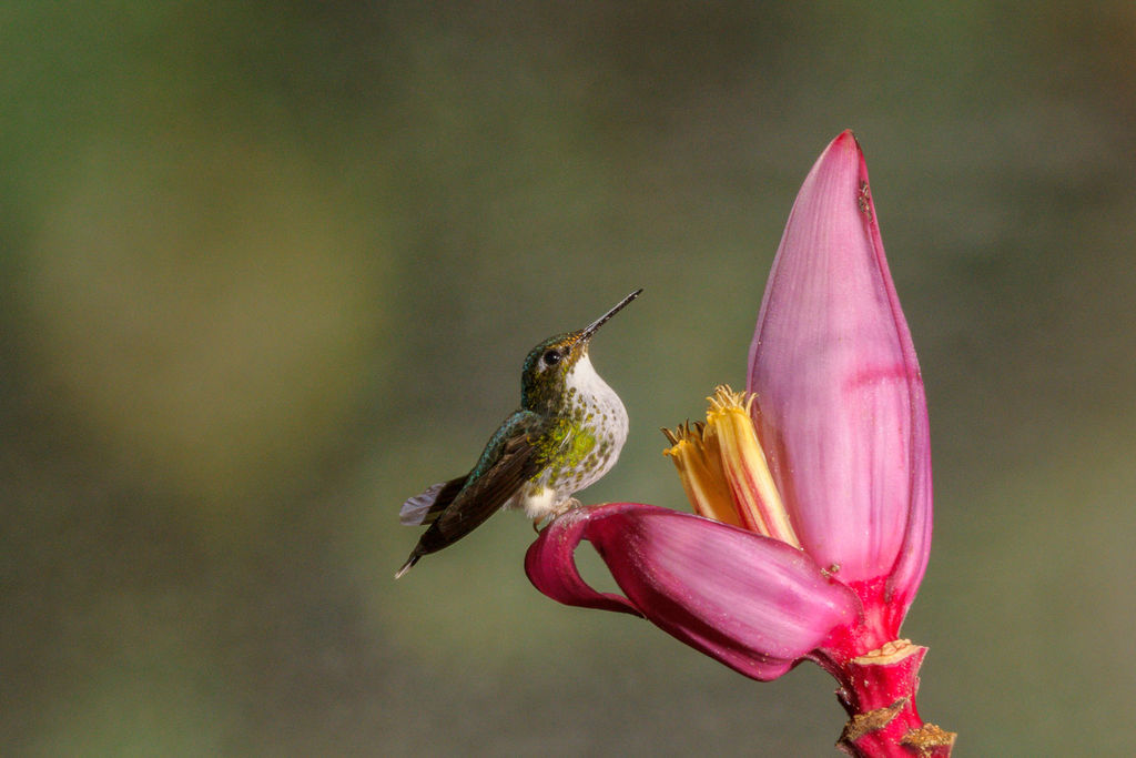White-booted Racket-tail