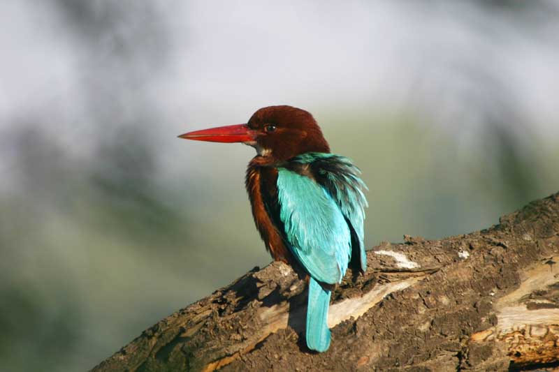 White-breasted Kingfisher