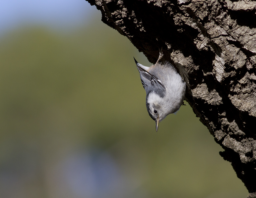 White Breasted Nuthatch (juvenile)