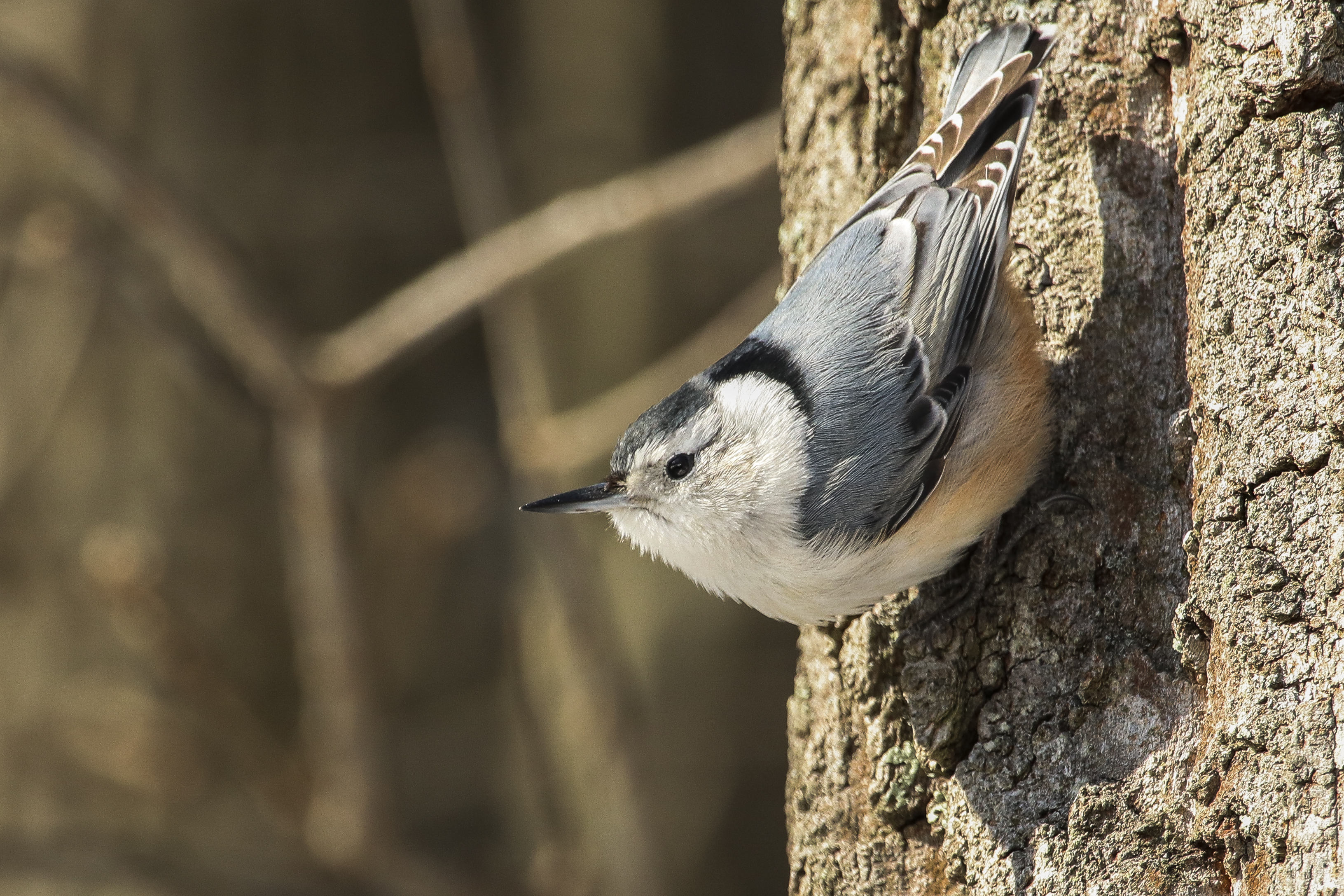 White-breasted Nuthatch