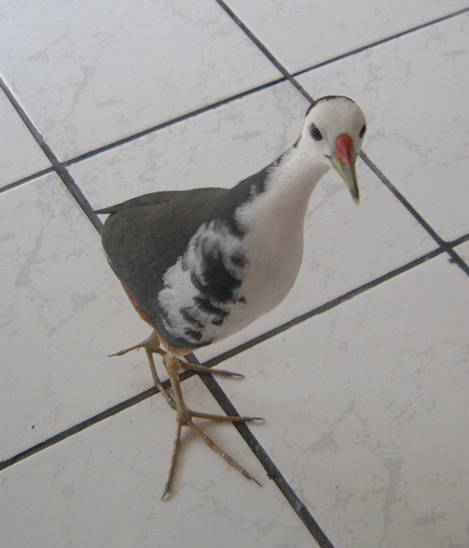 White-breasted water hen