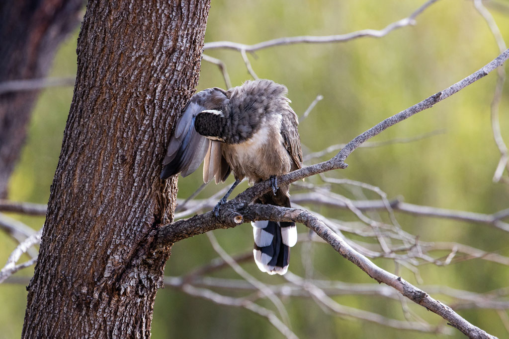 White-browed Babbler