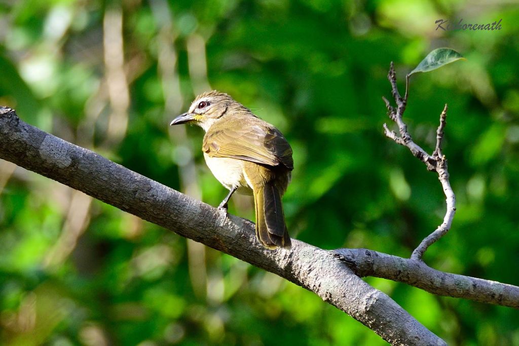 White-browed Bulbul