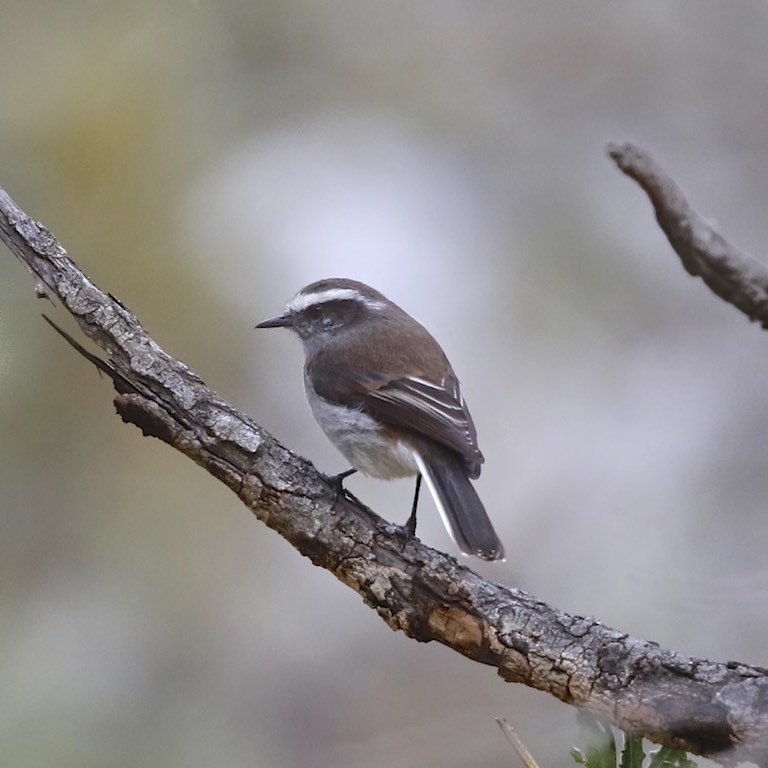 White-browed Chat-Tyrant