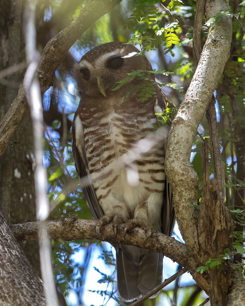 White-browed Owl