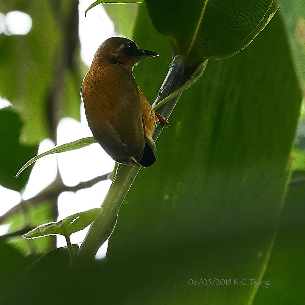 White-browed Piculet