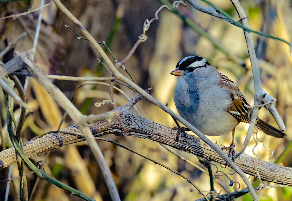 White-crowned Sparrow (adult).jpg