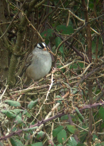 White-crowned Sparrow