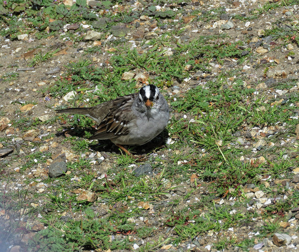 White-Crowned Sparrow