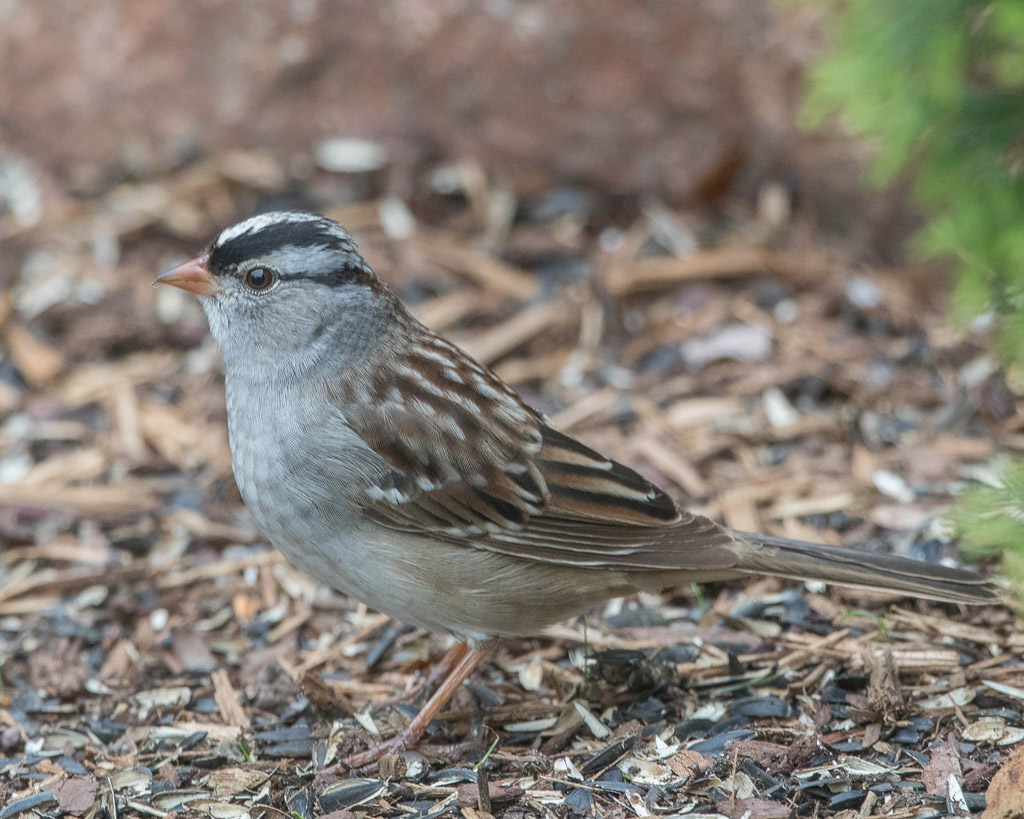 White-crowned Sparrow