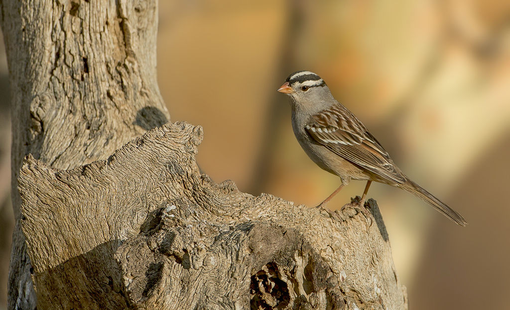 White-Crowned Sparrow