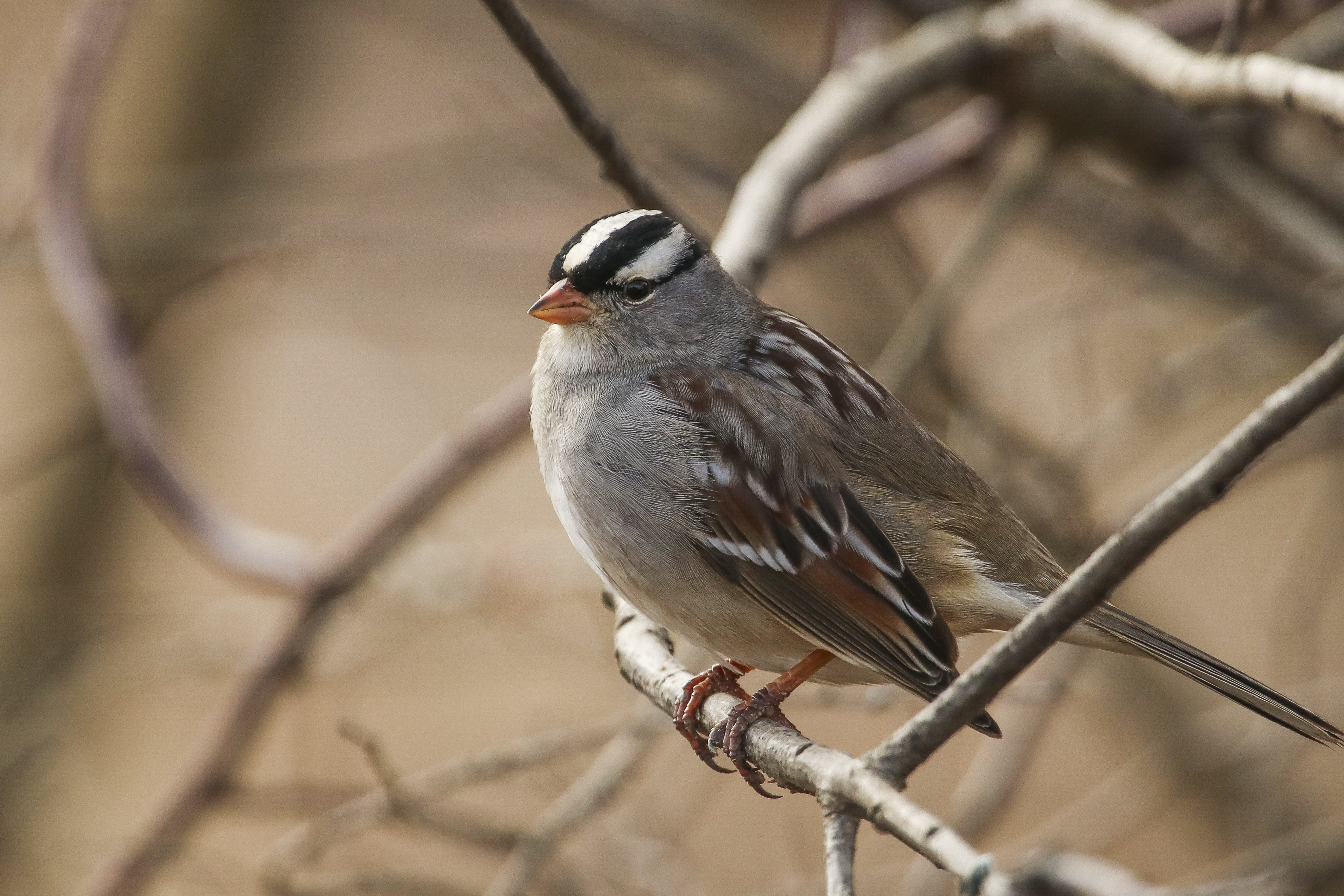 White-crowned Sparrow