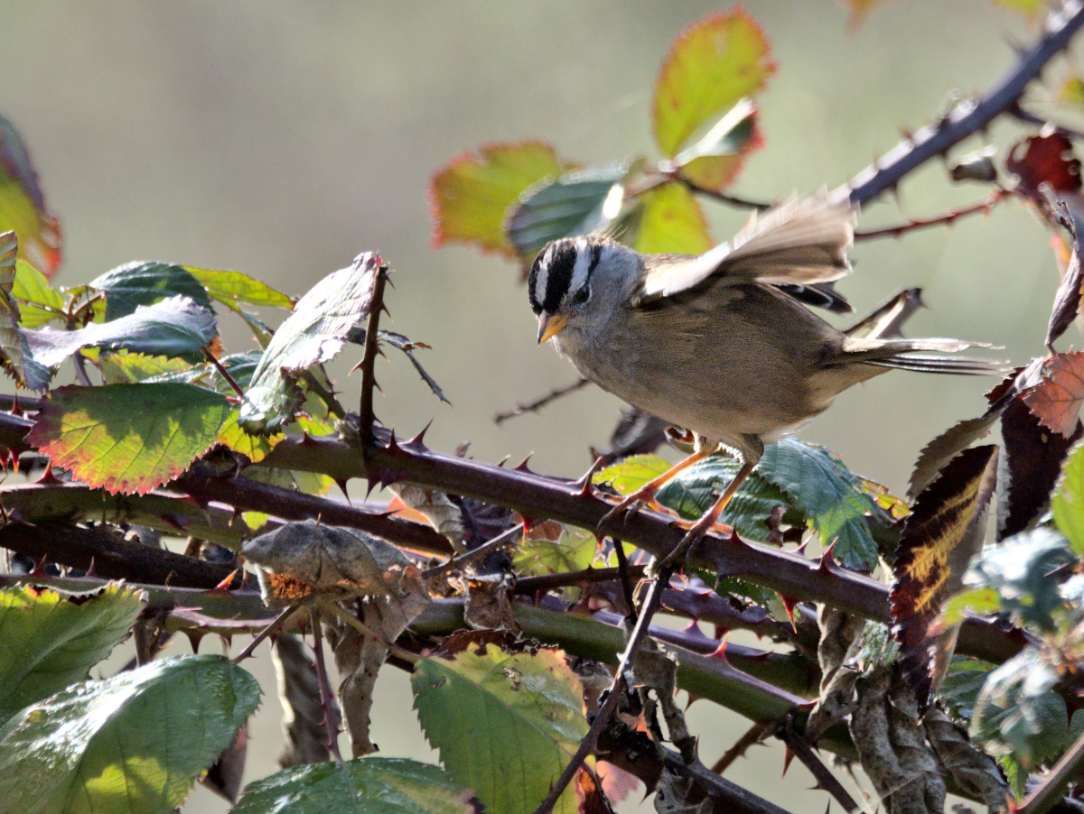 White crowned sparrow