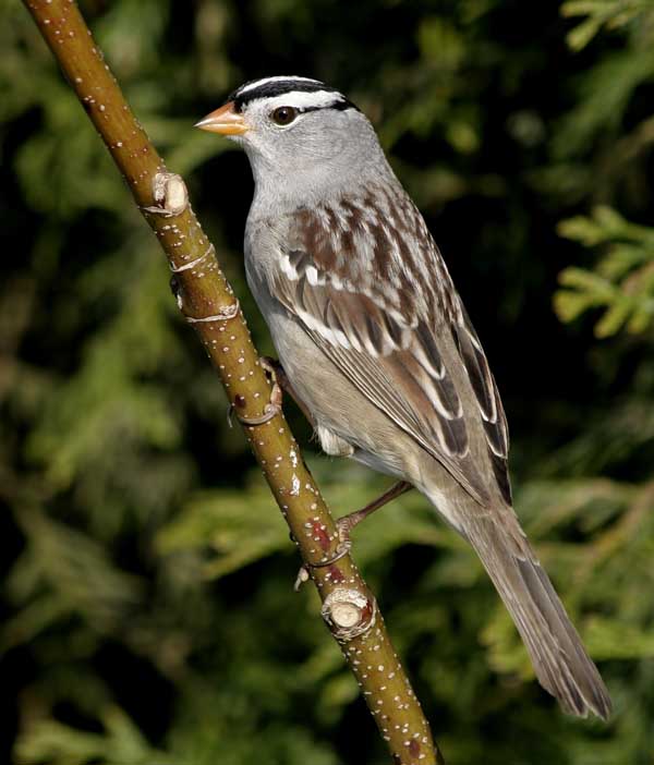 White Crowned Sparrow