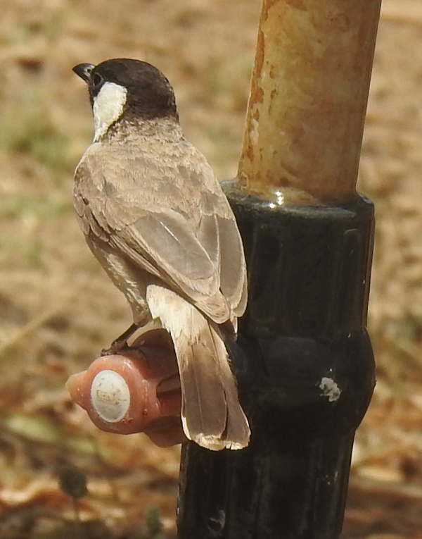 White-eared Bulbul