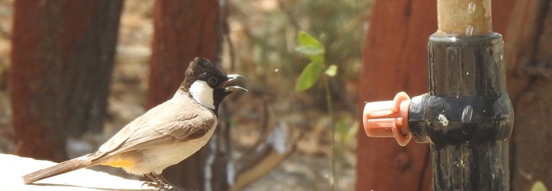 white-eared Bulbul