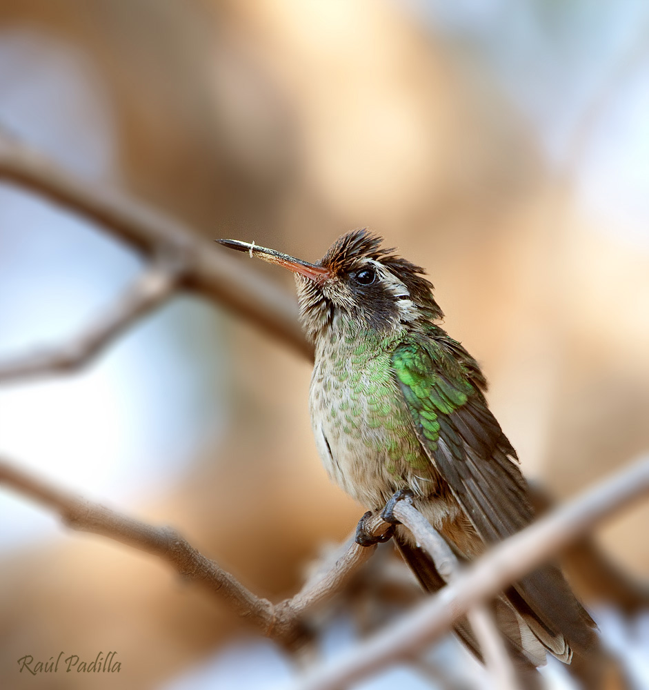 White-eared Hummingbird