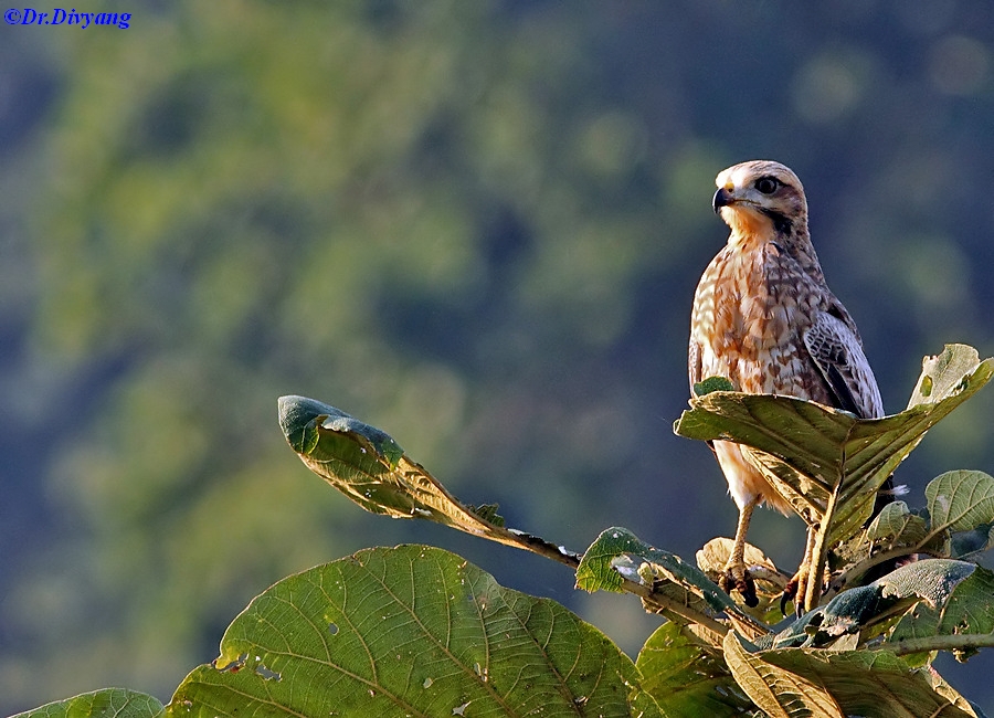 White eyed Buzzard