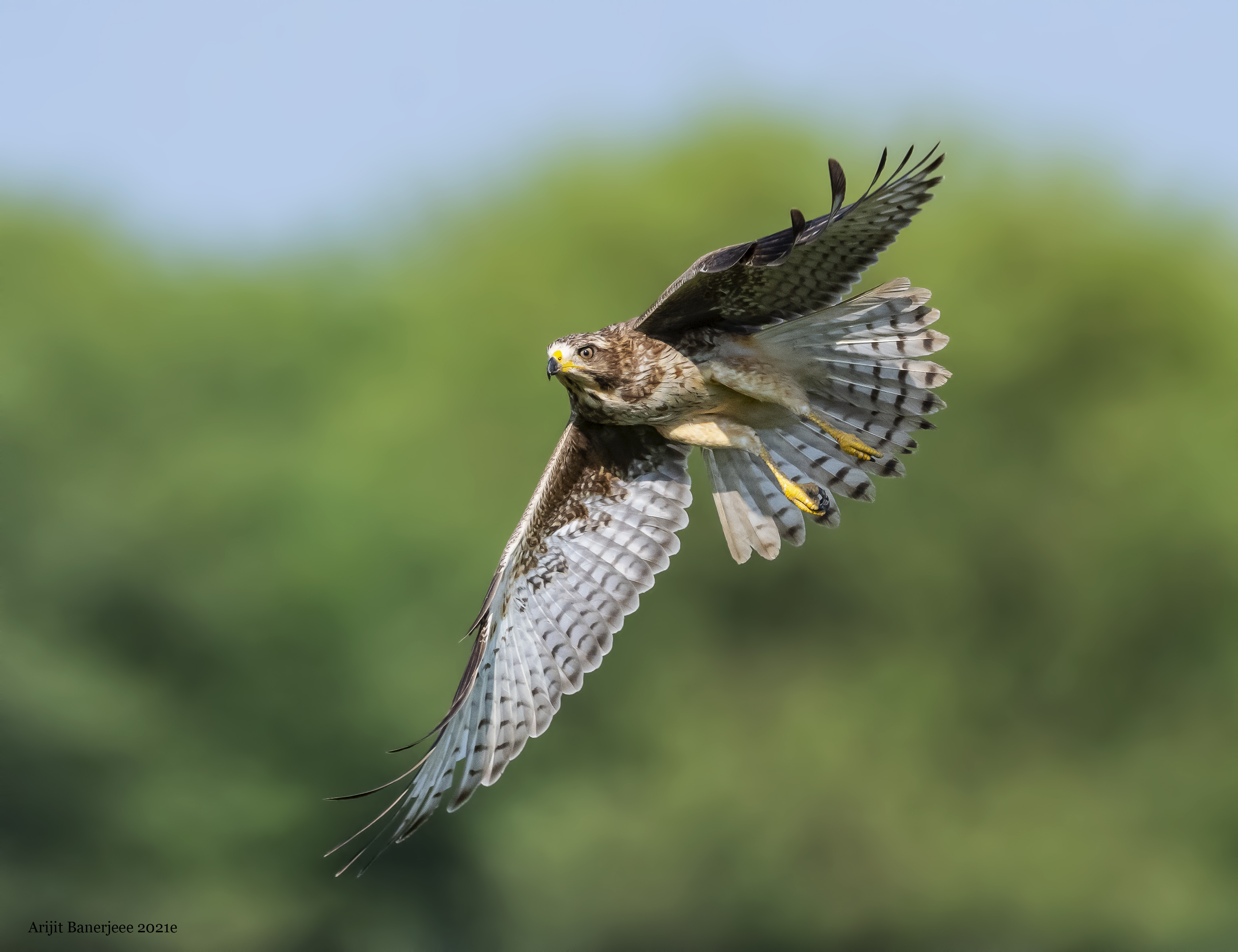 White-eyed Buzzard