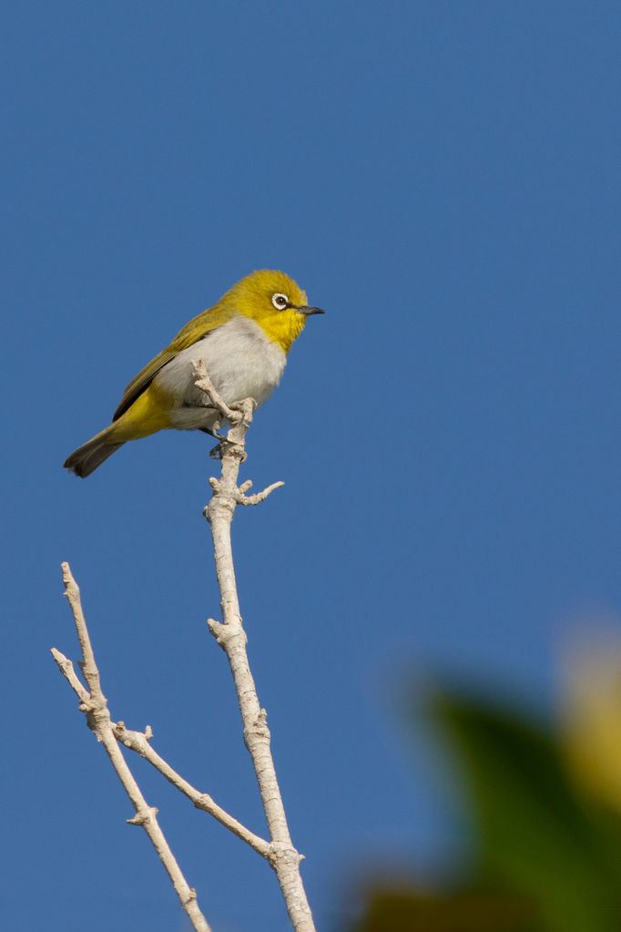 White-eyed Warbler