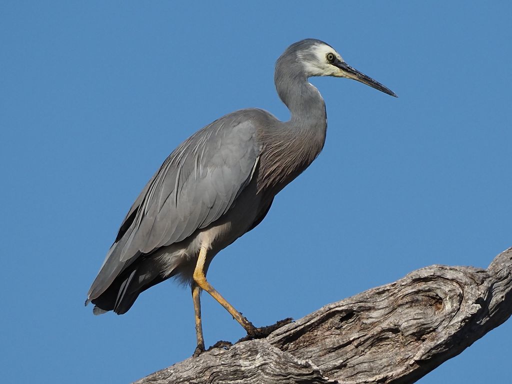 White-faced Heron