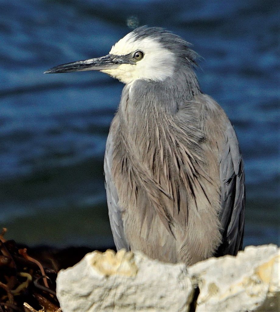 white faced heron