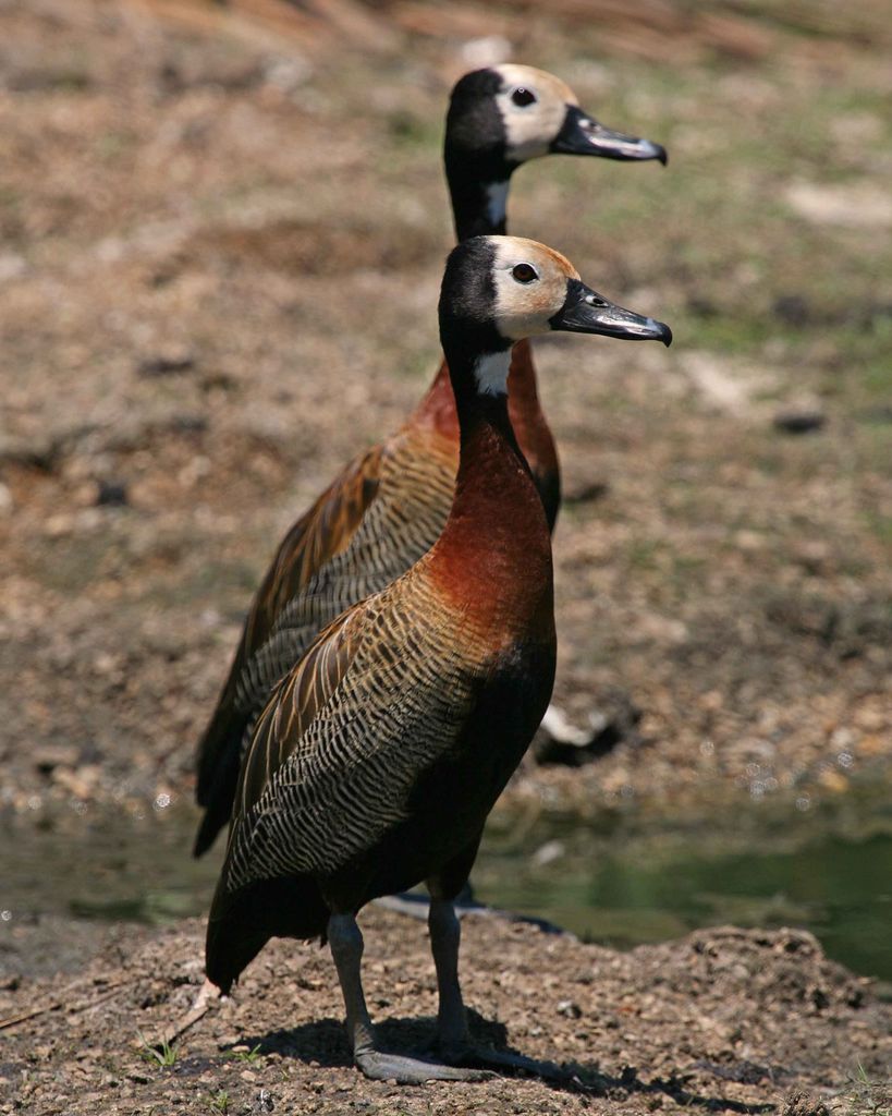 White-faced Whistling Duck,