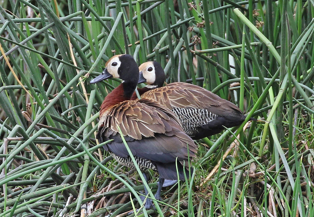 White-faced Whistling Duck