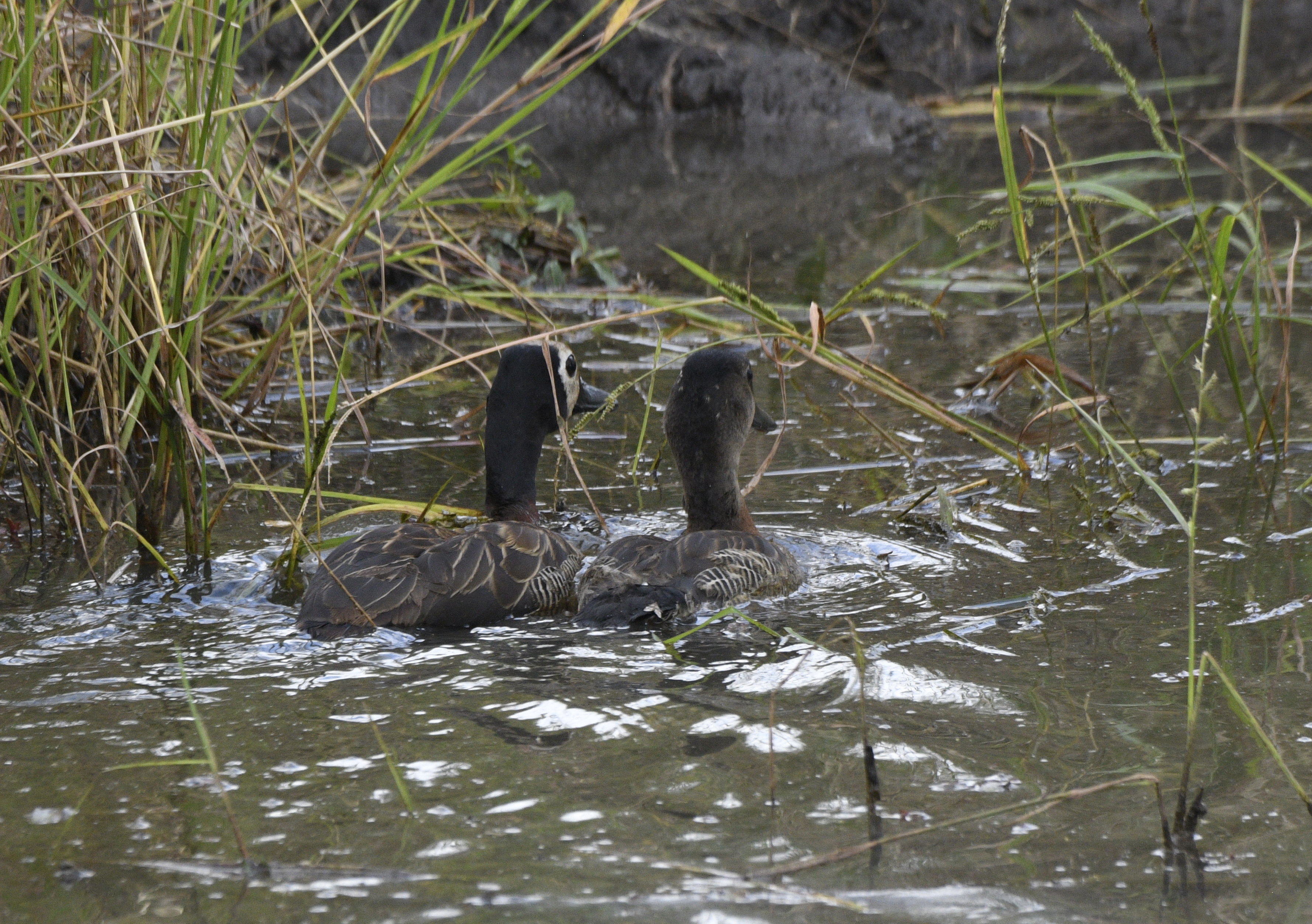 White-faced Whistling-Duck