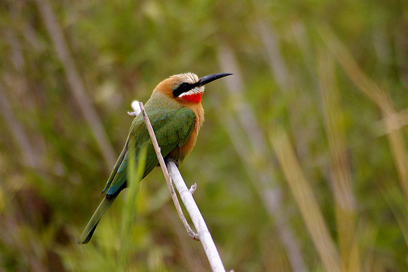 White-fronted Bee-eater