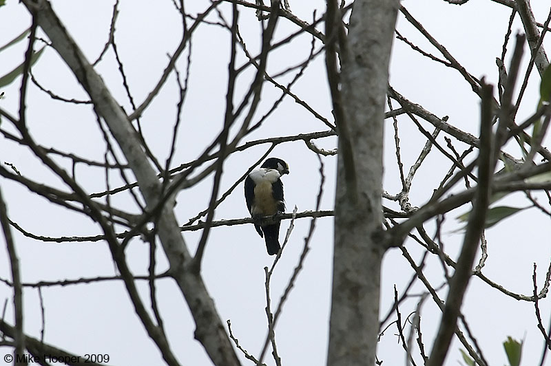 White-fronted Falconet