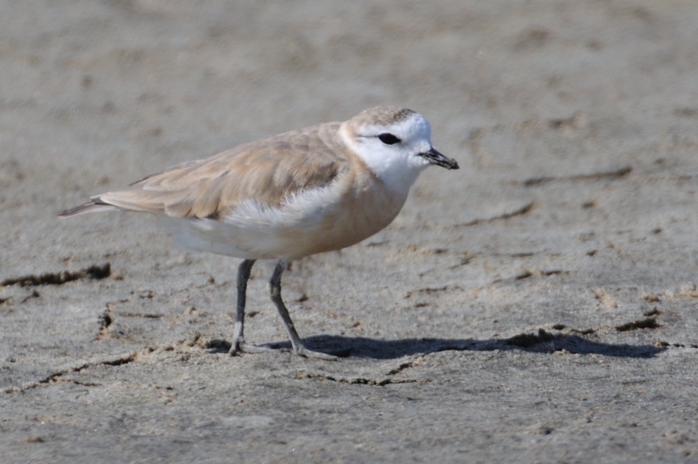 White-fronted Plover