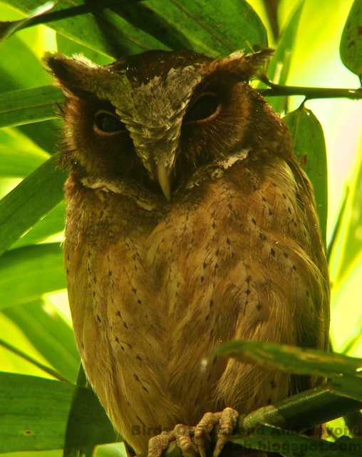 White-fronted Scops Owl