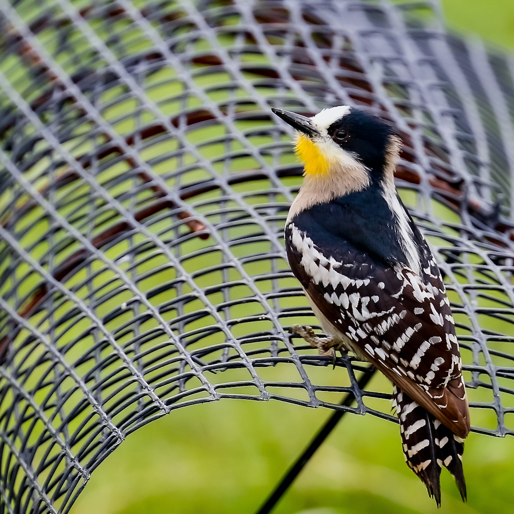 White-fronted Woodpecker