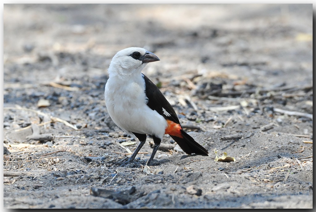 White-headed Buffalo-Weaver