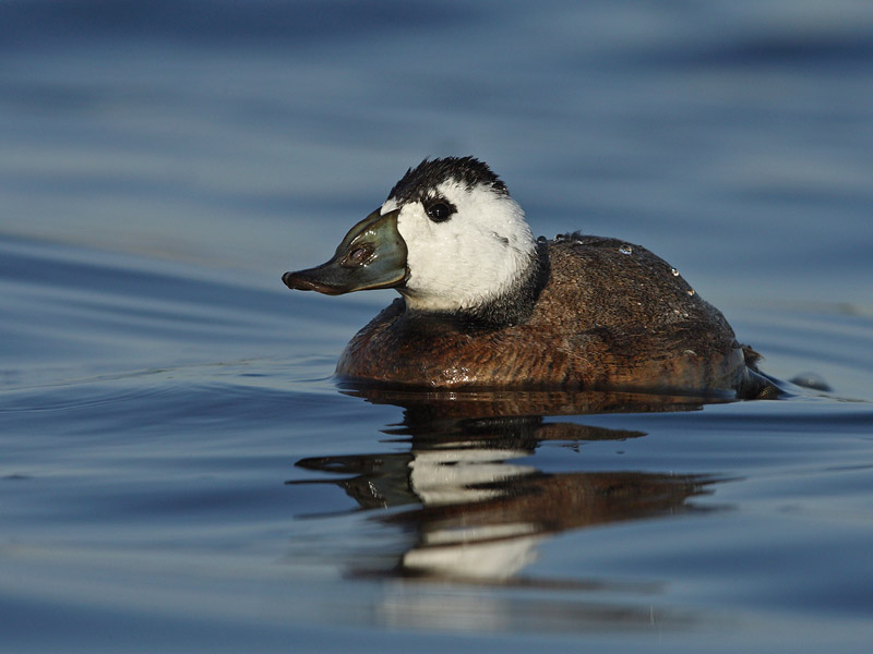 White-headed Duck