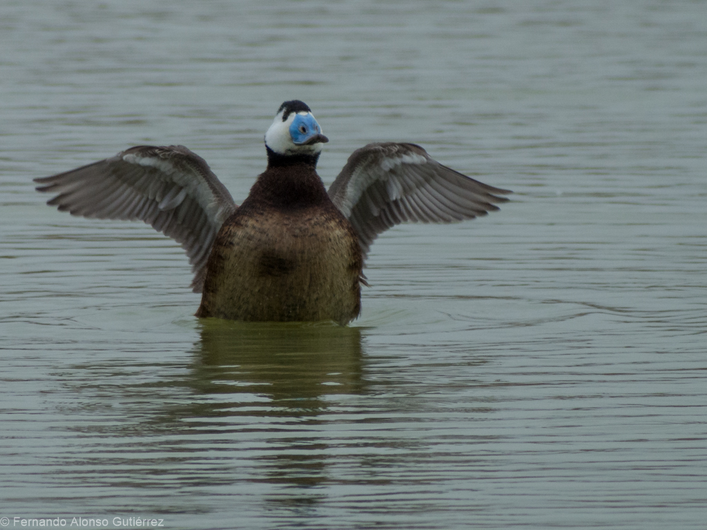 White-headed duck