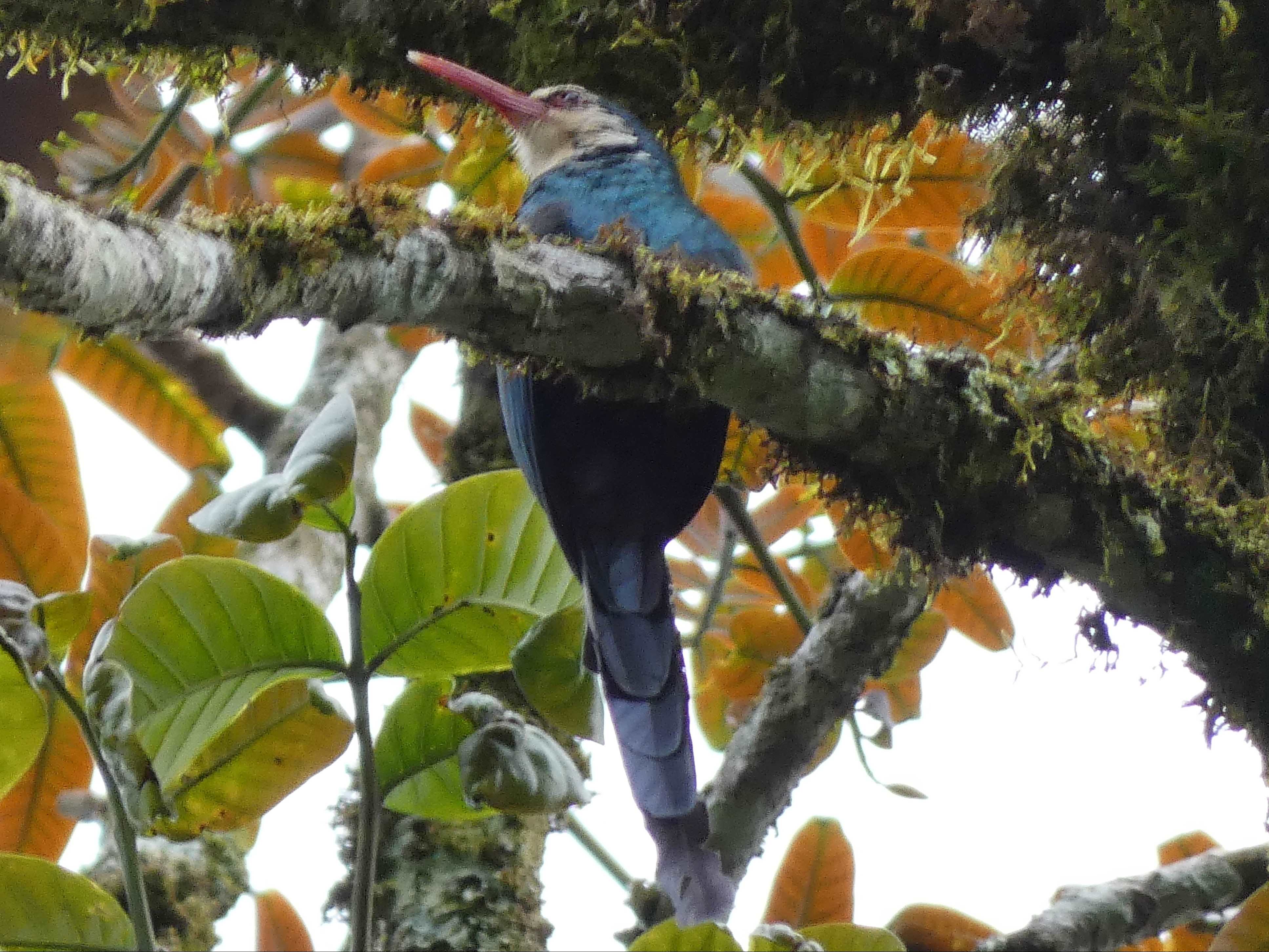 White-headed Woodhoopoe