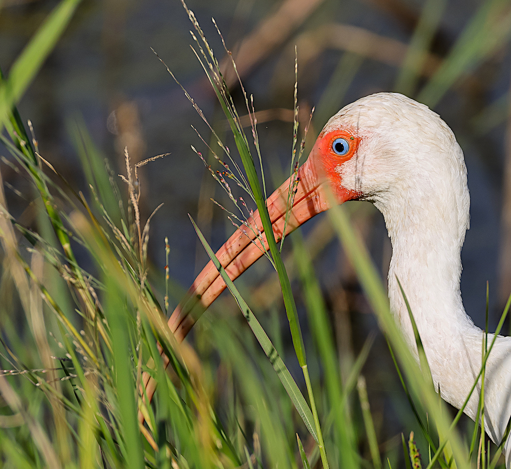 White Ibis.jpg