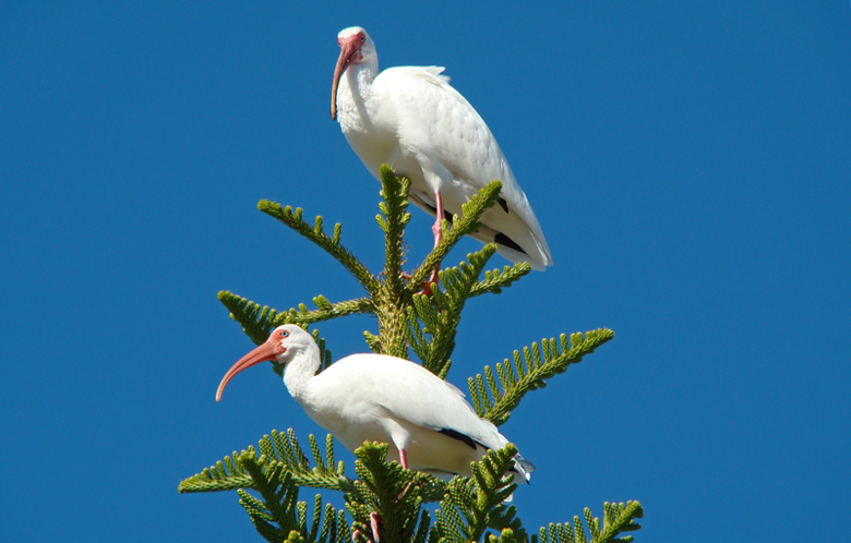 White Ibis