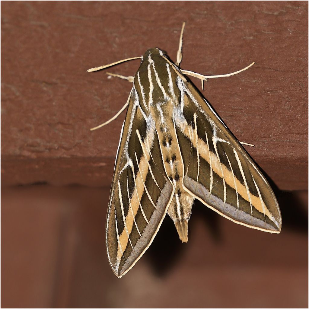 White-lined Sphinx Moth