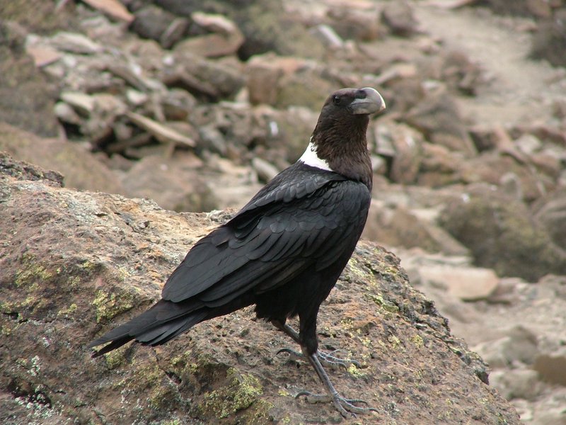 White-naped Raven