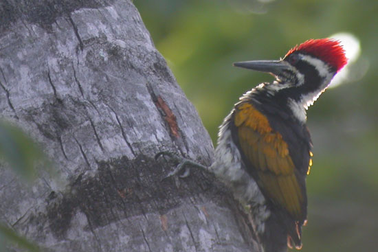 White naped woodpecker